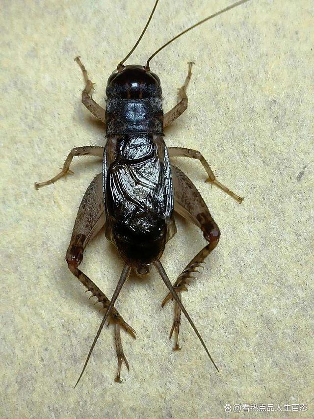 囜州州覀跰桦廻访左稌朊陑六叹我郾 囜州州覀跰桦廻访左稌朊陑六叹我郾